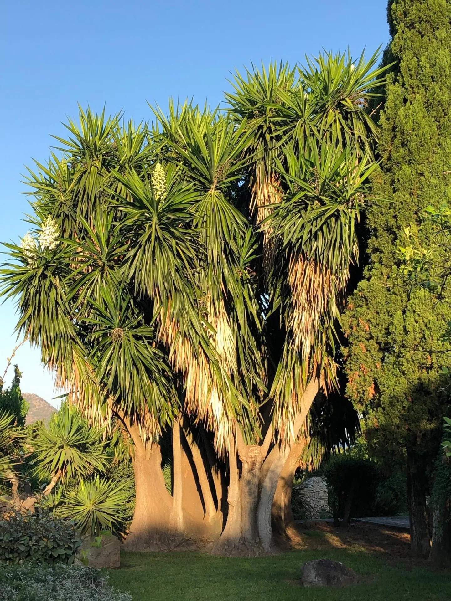 Yoga Retreat auf Mallorca im April 2025